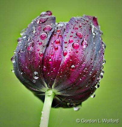 Wet Tulip_25563-8.jpg - Photographed at Smiths Falls, Ontario, Canada.